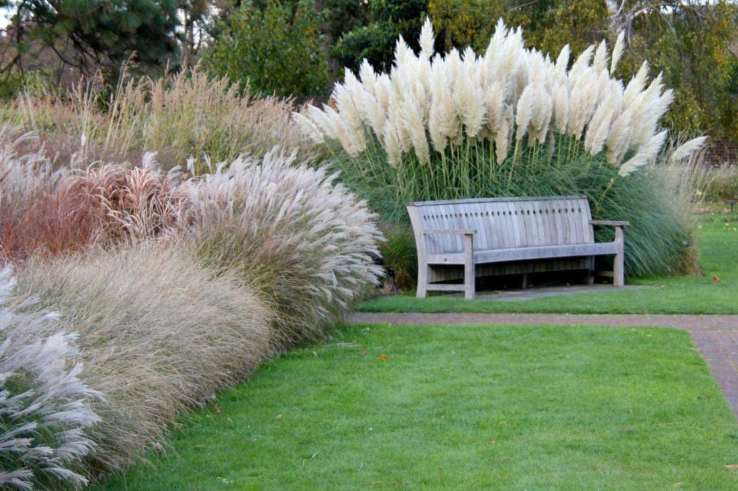 Giant Large White Pampas Grass Seeds - 100+ Seeds for Landscaping