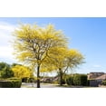 thumbnail image 1 of CZ Grain Honey Locust Tree Plant Seeds for Planting, 1 of 3