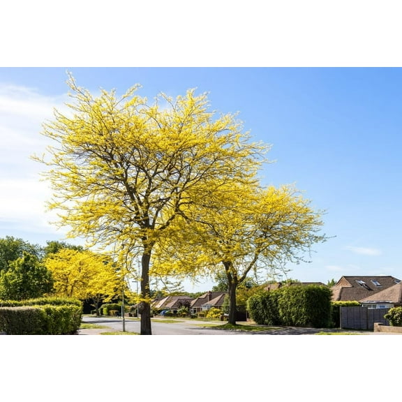 CZ Grain Honey Locust Tree Plant Seeds for Planting