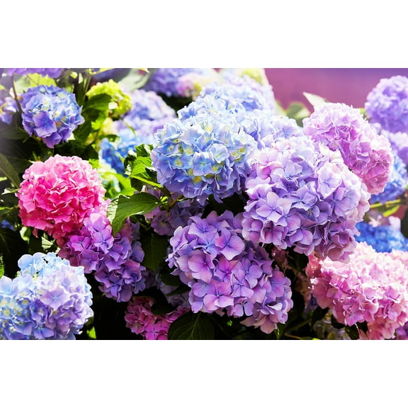 CZ Grain Hydrangea Flower Seeds (50 Pack), Easy to Grow