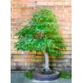 thumbnail image 1 of CZ Grain Japanese Maple Live Tree, 1 of 1