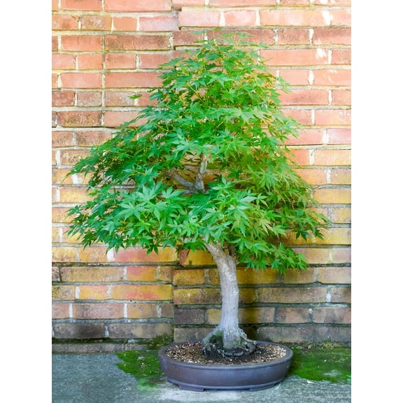 CZ Grain Japanese Maple Live Tree