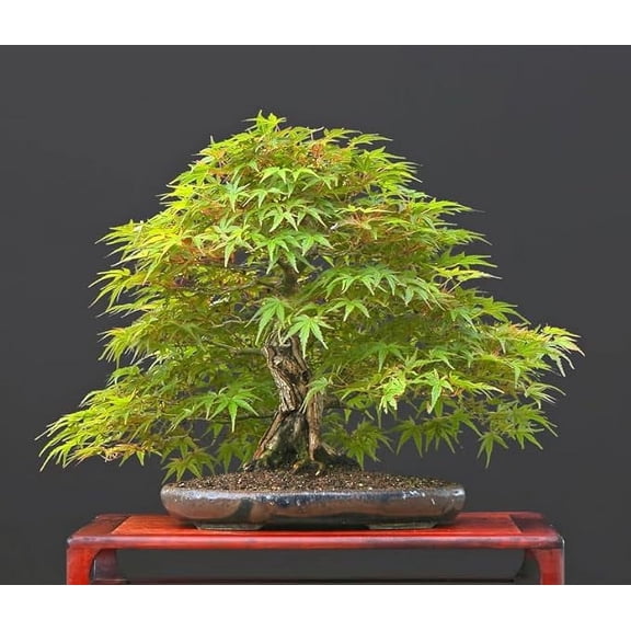 CZ Grain Japanese Maple Live Tree