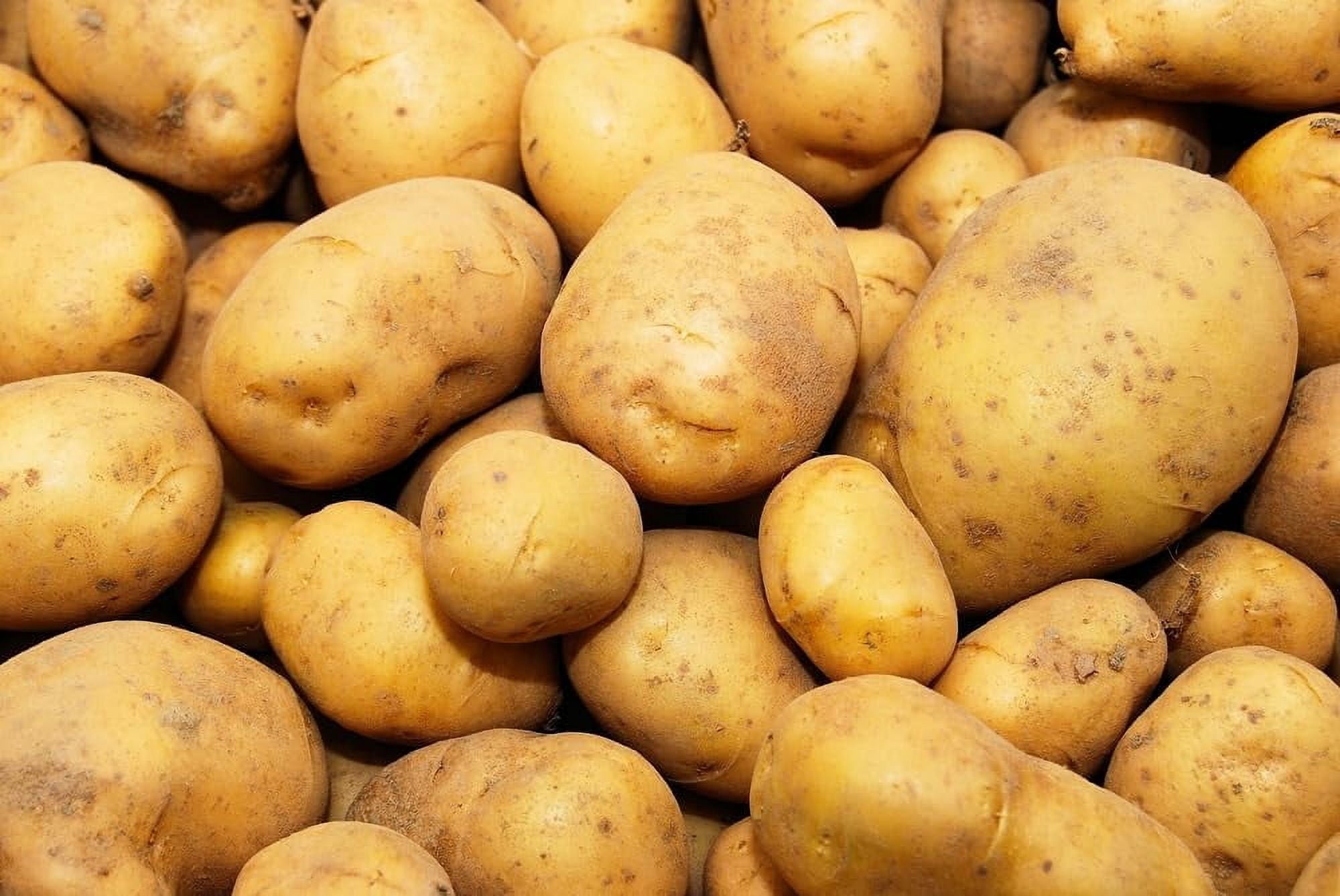 Kennebec Seed Potatos for Planting (3 Pounds)