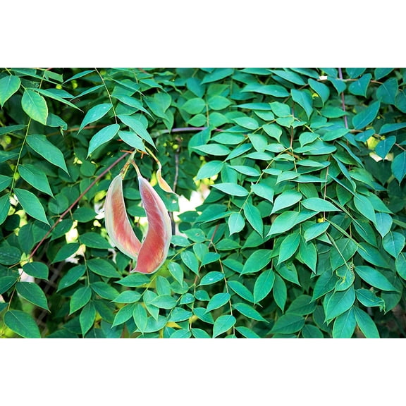 CZ Grain Kentucky Coffee Tree Seedling 2-3' Live Plants, Hardy and Attractive