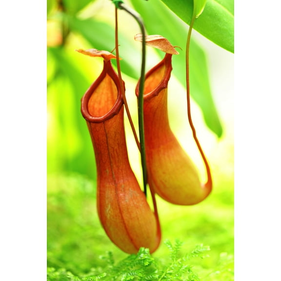 CZ Grain Lowland Nepenthes Seeds - 10 Seeds for Planting - Pitcher Plant - Use Organic Soil