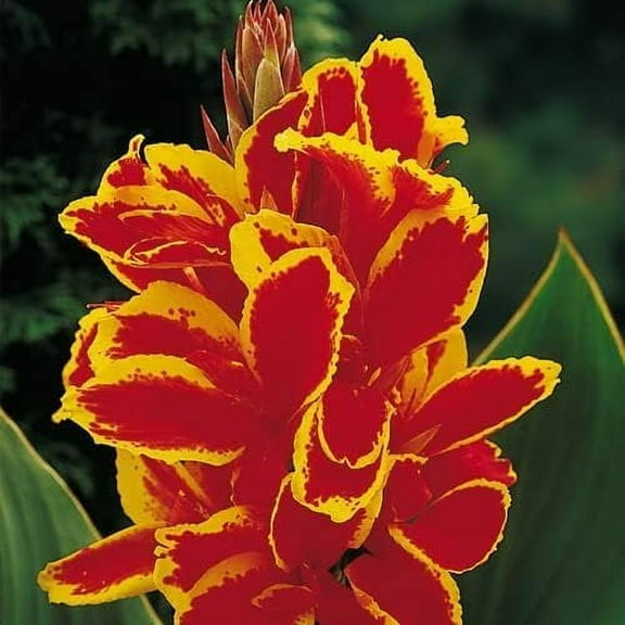 CZ Grain Lucifer Canna Lily Plant Bulbs (2 Count), Blooms All Season