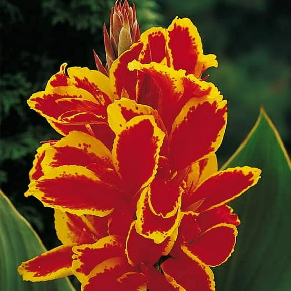 CZ Grain Lucifer Canna Lily Plant Bulbs (3 Count)