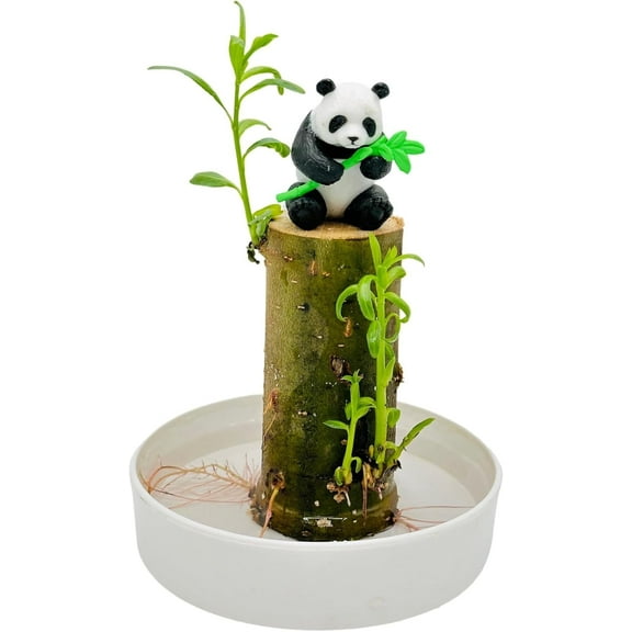 CZ Grain Lucky Bamboo Office Desk Planter and Panda