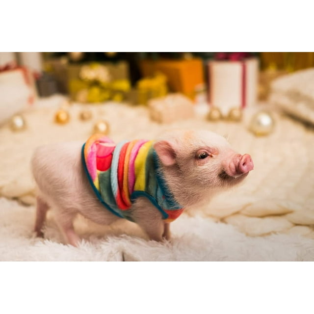 CZ Grain Mini Pig Feed Pellets Balanced Nutrition for Mini Pigs (10