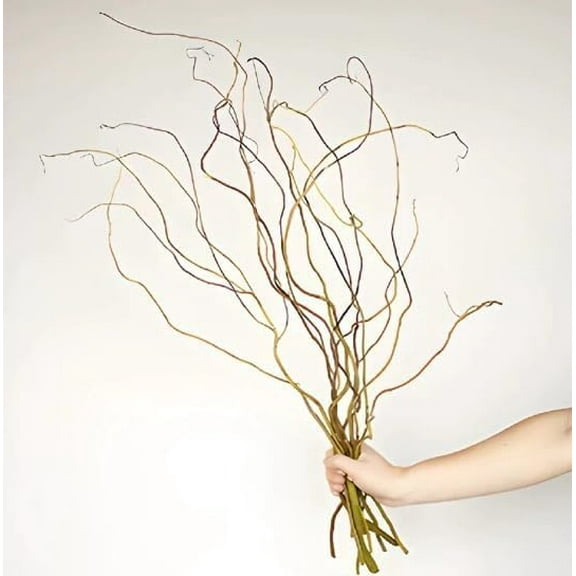 CZ Grain Natural Curly Willow Branches for Decor, 18-30 Inches Long - Wedding or Christmas Decor, Wreathmaking (20 Branches)