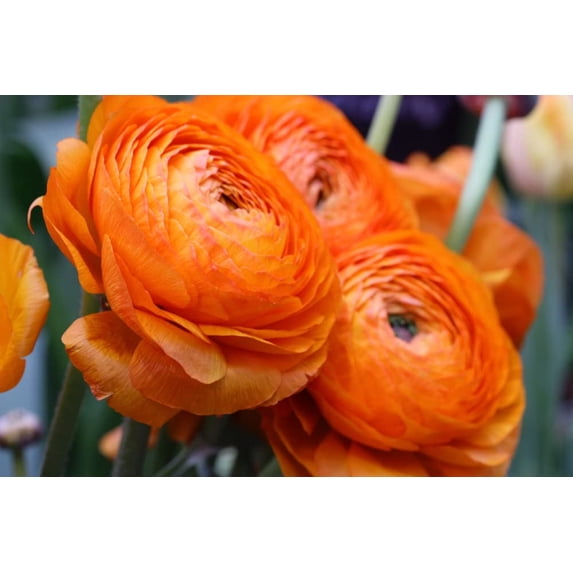 Peony Orange Ranunculus Bulbs for Planting - Ideal for Borders, Mass ...
