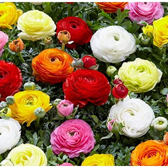 3 Mixed Ranunculus Corms - Ships from Iowa, USA - 3 Large Healthy Corms for Planting