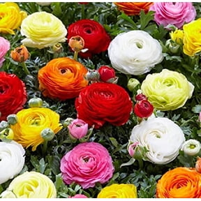 Blue Ranunculus Bulbs Ranunculus Bulbs in Plant Bulbs - Walmart.com