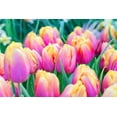 thumbnail image 1 of 10 Pink Passion Tulip Bulbs for Planting - Easy to Grow - Made in USA, Ships from Iowa, 1 of 2