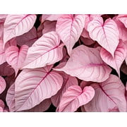 CZ Grain Pinky Swear Caladium Plant Bulbs 6 Count, Fast Grower
