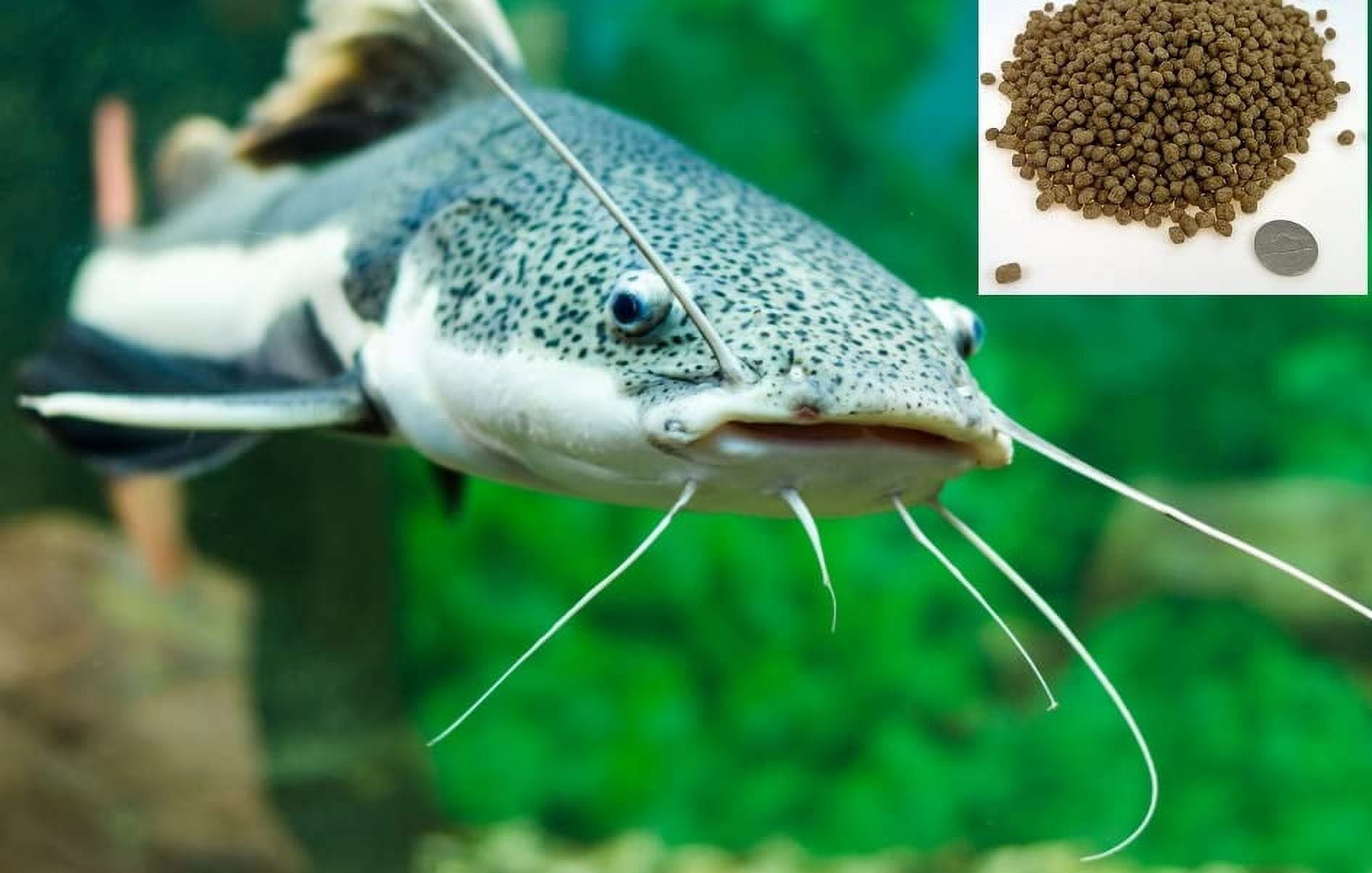 CZ Grain Premium Floating Fish Food Pellets | Pond or Lake Fish Food, Bring Fish to The Surface for Feeding (10 Pounds)