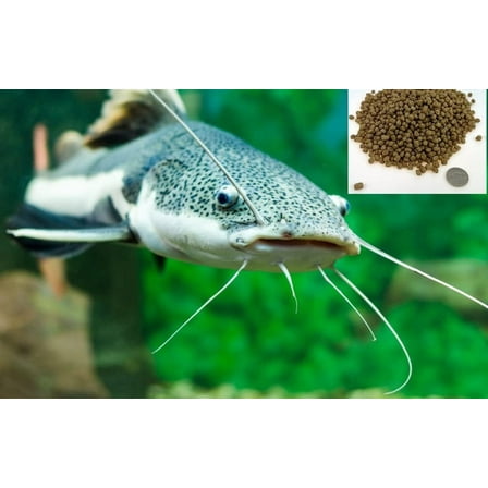 CZ Grain Premium Floating Fish Food Pellets | Pond or Lake Fish Food, Bring Fish to The Surface for Feeding (8 Ounces)