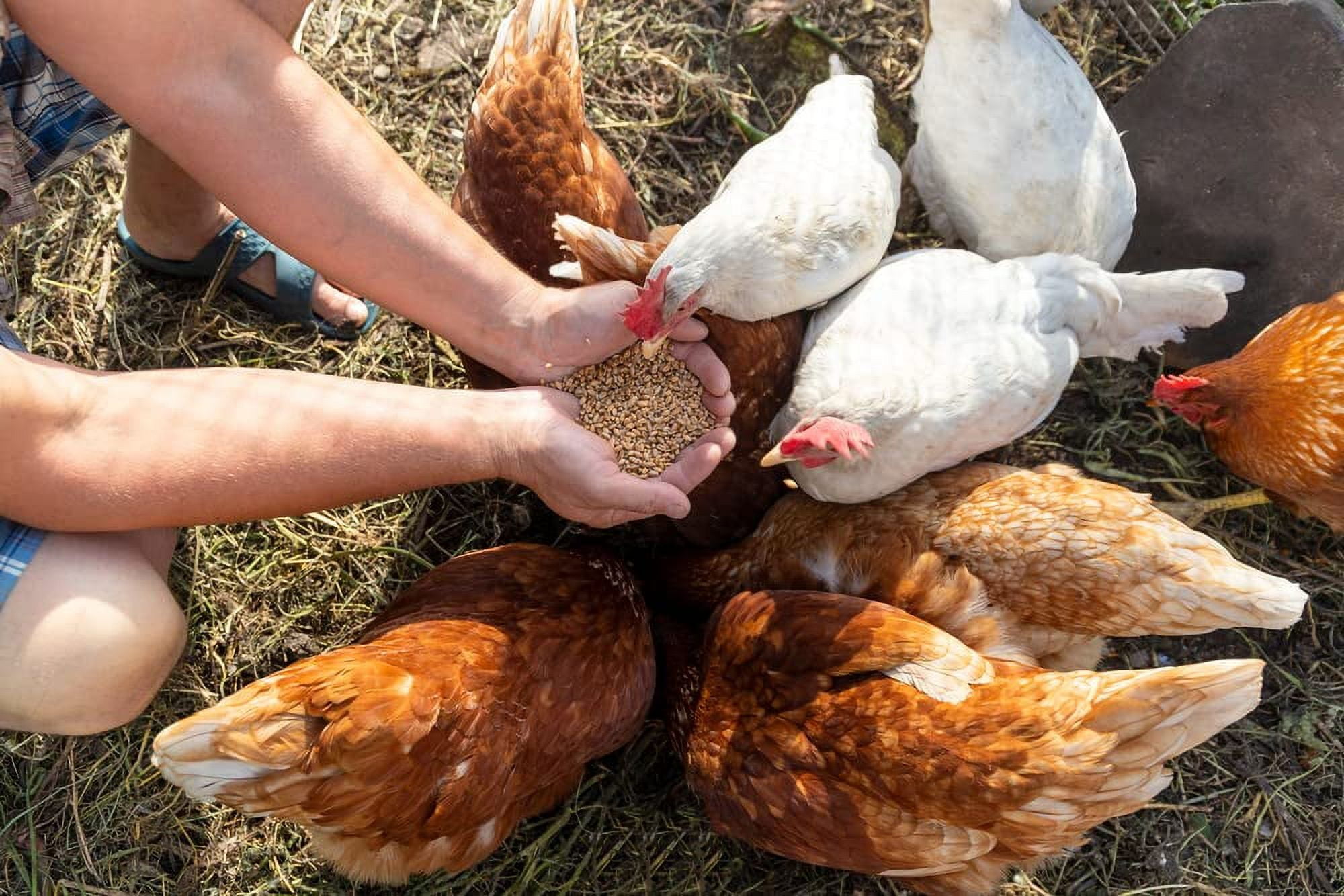 CZ Grain Premium Meatbird Feed - Formulated for High Energy and Body Growth (5 Pounds)