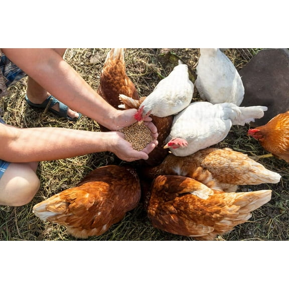 CZ Grain Premium Meatbird Feed - Formulated for High Energy and Body Growth (8 Ounces)