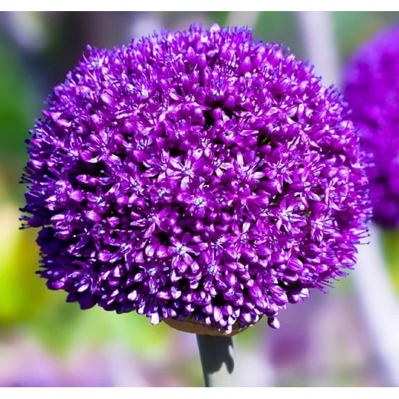 CZ Grain Purple Sensation Allium Plant Bulbs (3 Count)