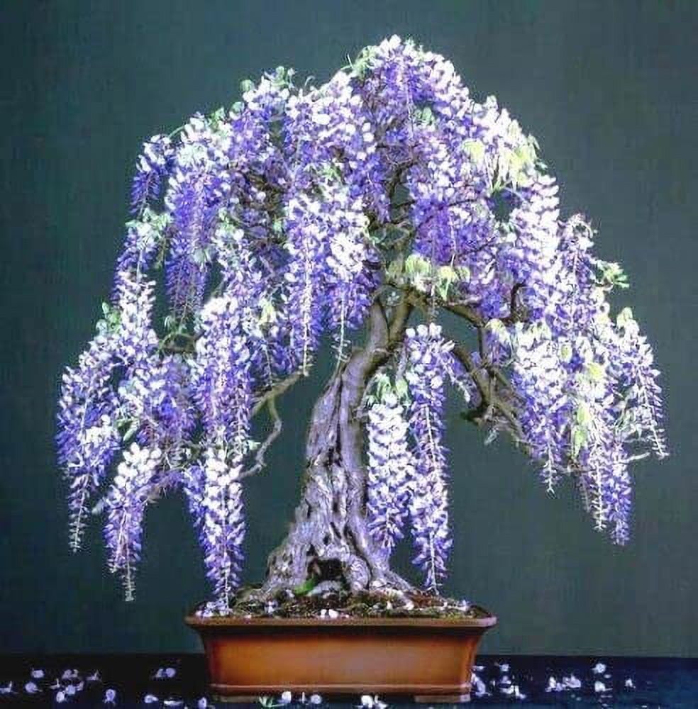 claus preisinger bonsai Bonsai 2024 – Newcomer Wines