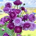thumbnail image 1 of CZ Grain Ranunculus Plant Bulbs (5 Count), Purple Blooms, 1 of 4