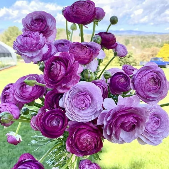 CZ Grain Ranunculus Plant Bulbs (5 Count), Purple Blooms