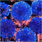 CZ Grain Rare Blue Allium Plant Bulbs (10 Count)