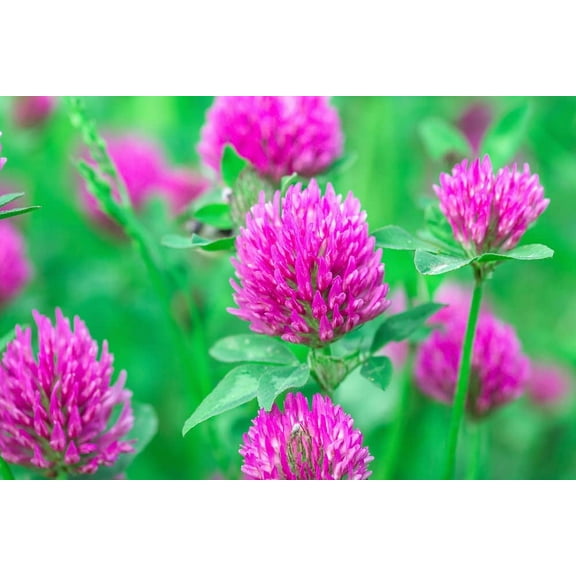 CZ Grain Red Clove Plant Seeds, Cover Crop and Pasture Mix