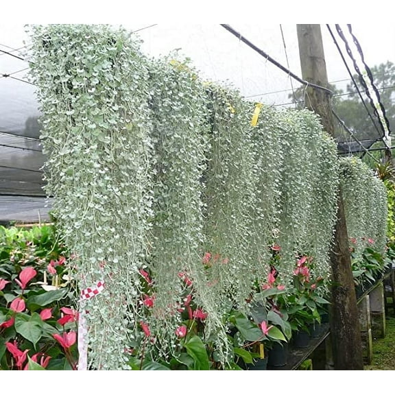 CZ Grain Silver Falls Dichondra Plant Seeds (10 Pack), Stunning Weeping Plant for Hanging Baskets