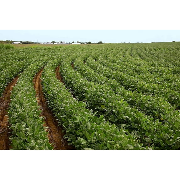 CZ Grain Soybean Seeds 5 Pounds Pack Hardy Versatile Legume