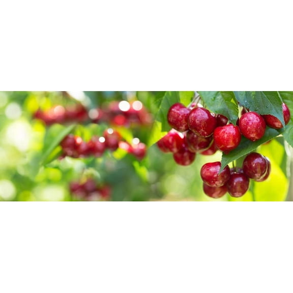 CZ Grain Sweet Cherry Tree Seeds 5 Count Prunus Avium, Delicious Cherries for Planting