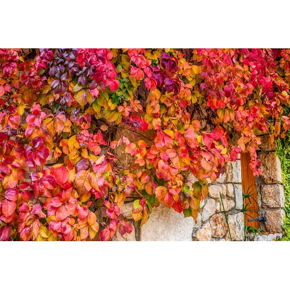 CZ Grain Virginia Creeper Bush Live Plants