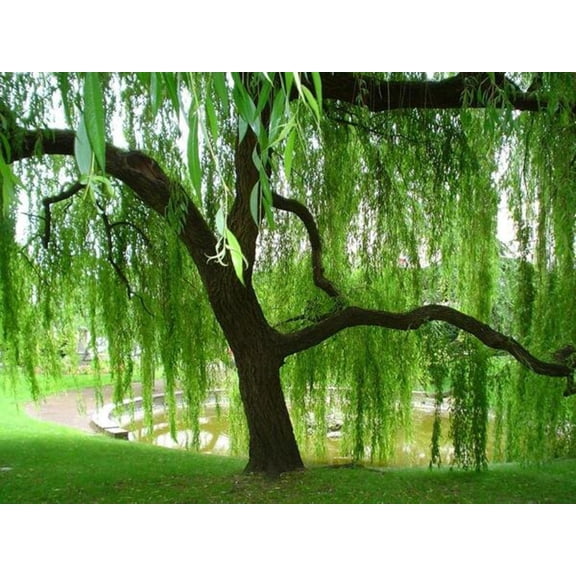 Weeping Willow Tree Cuttings to Plant - Fast Growing Trees - Beautiful Arching Canopy - Popular as Bonsai (32 Weeping Willows)