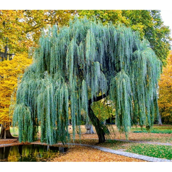 CZ Grain Weeping Willow Tree Live Plant (8 Count), Fast Growing