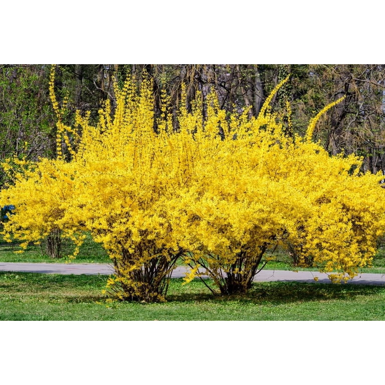 CZ Grain Weeping Forsythia Seeds (50pcs) - Yellow Flower Shrub Tree,  Forsythia suspensa - Walmart.com