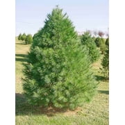 Eastern White Pine Tree Seedlings for Planting - Evergreen Tree Seedlings - Grow Beautiful Evergreen Tree Seeds 1 Seedling - No Ship to California