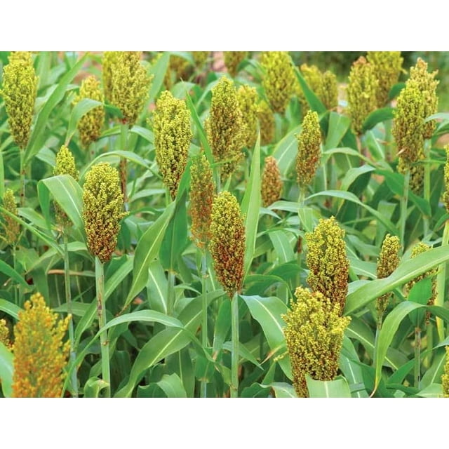 CZ Grain Wild Game Seeds for Planting Premium Food Plot Milo