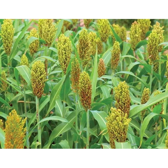 CZ Grain Wild Game Sorghum Seeds for Planting - Premium Food Plot Milo Seeds (5 Pounds)