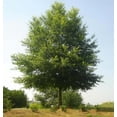 thumbnail image 1 of CZ Grain Willow Oak Live Tree, 1 of 3