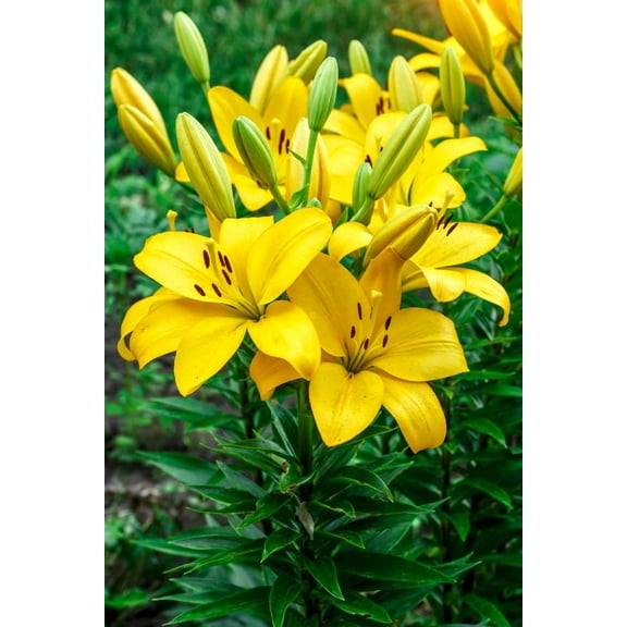 CZ Grain Yellow Power Asiatic Lily Plant Bulbs (20 Count), Fragrance Free Large Blooms