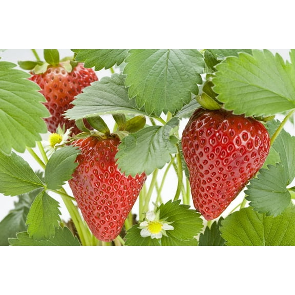 CZ Grain100 Delicious Red Strawberry Plant Seeds, Long Blooming Easy to Grow