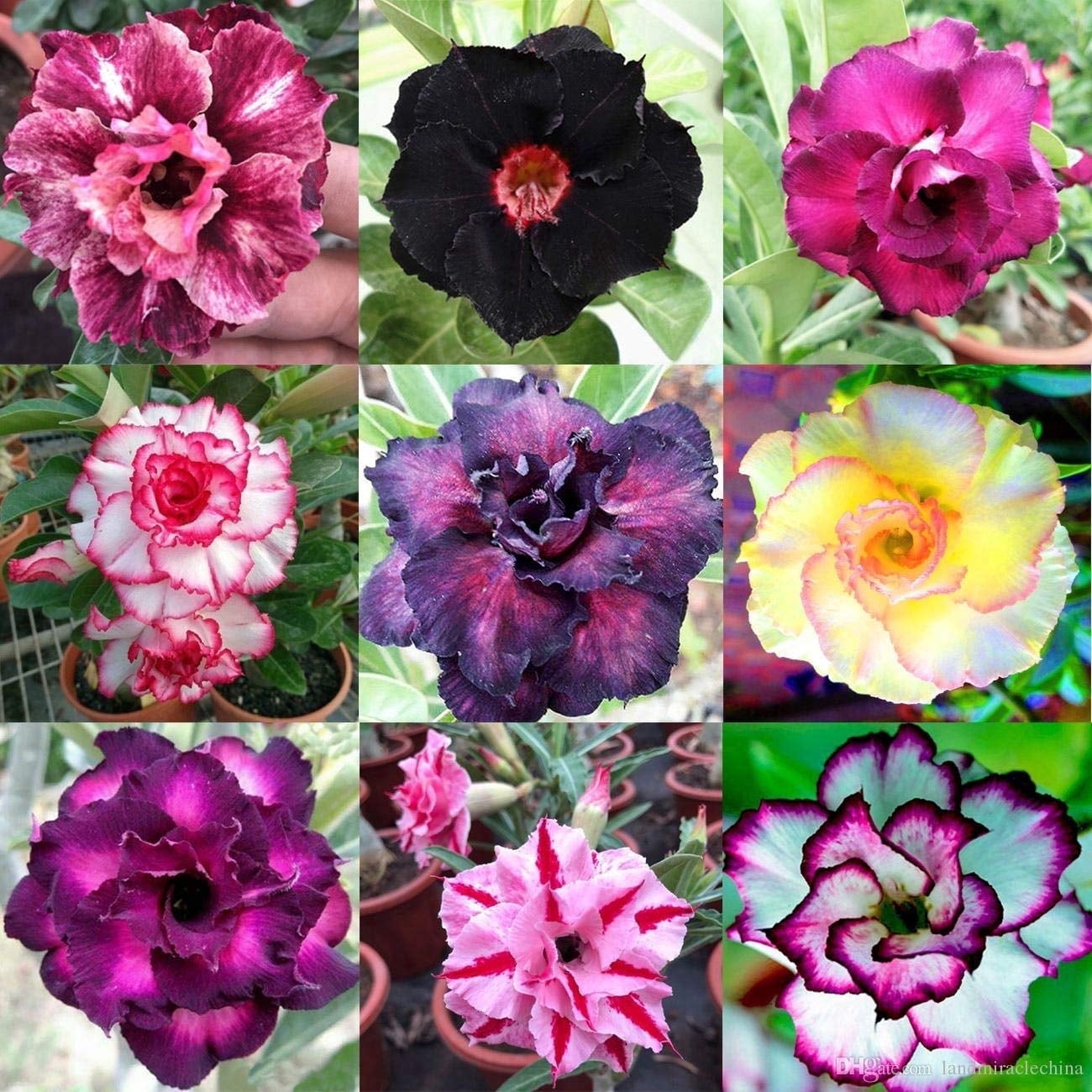 CZ Grain 10 Mixed Color Desert Rose Seeds, Exotic, Adenium Obesum