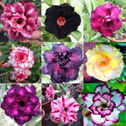 10 seeds Desert Rose Seeds Mixed Colors