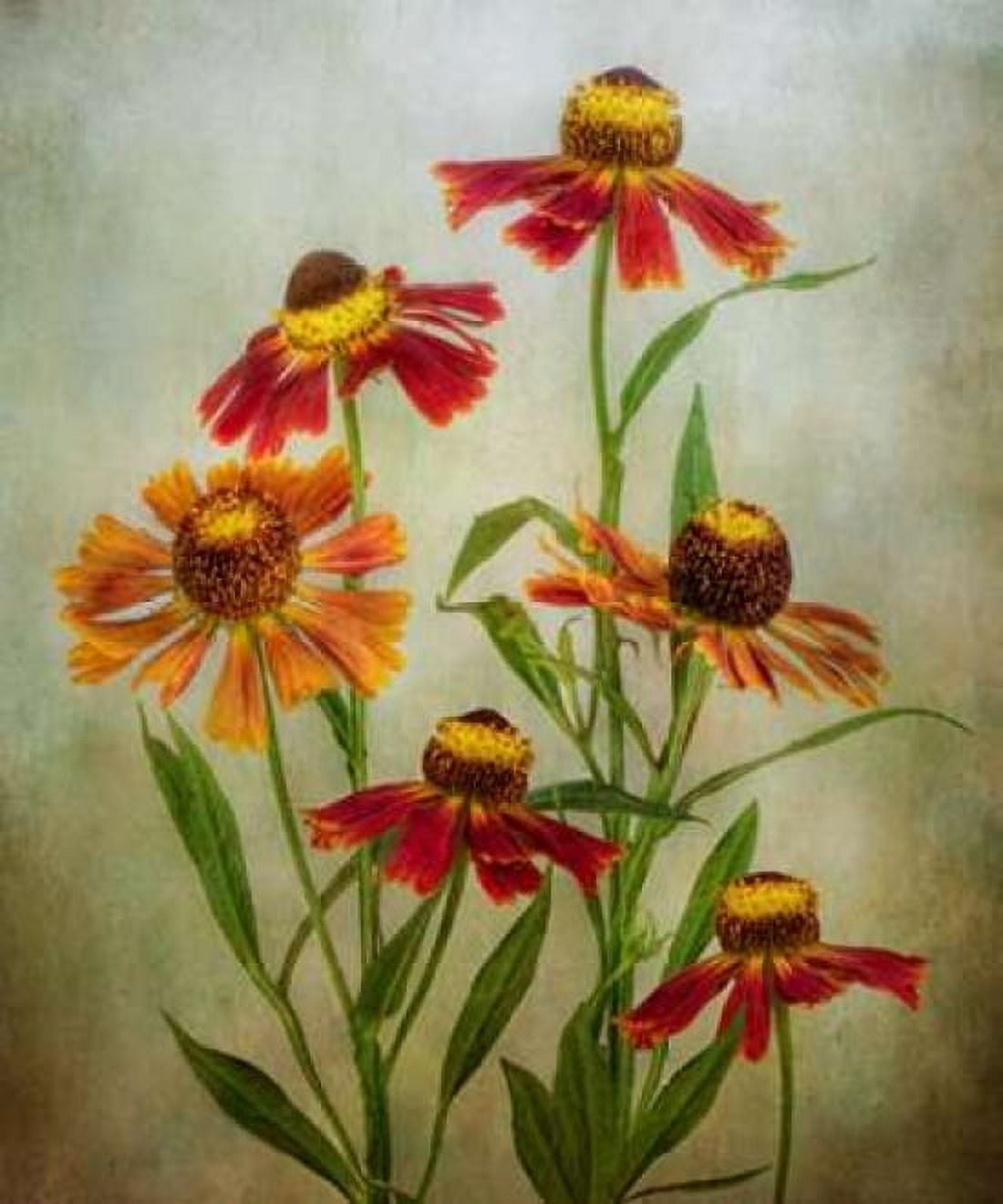 Cabaret Canvas Art - Mandy Disher (20 x 24)