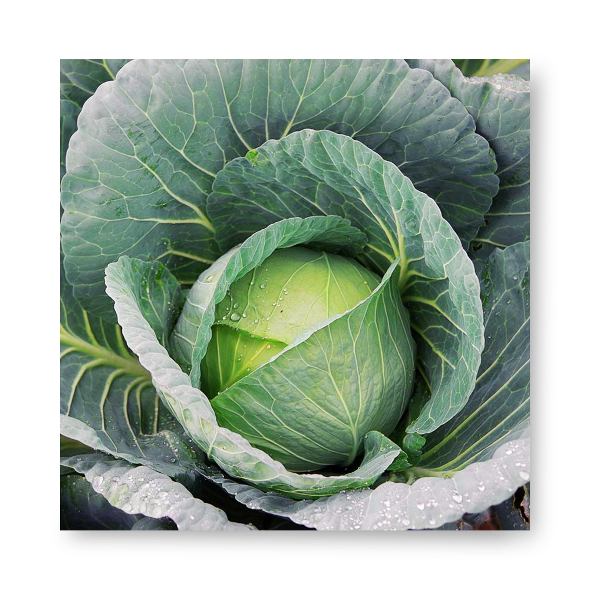 Harris Seeds Cabbage Bravo F1