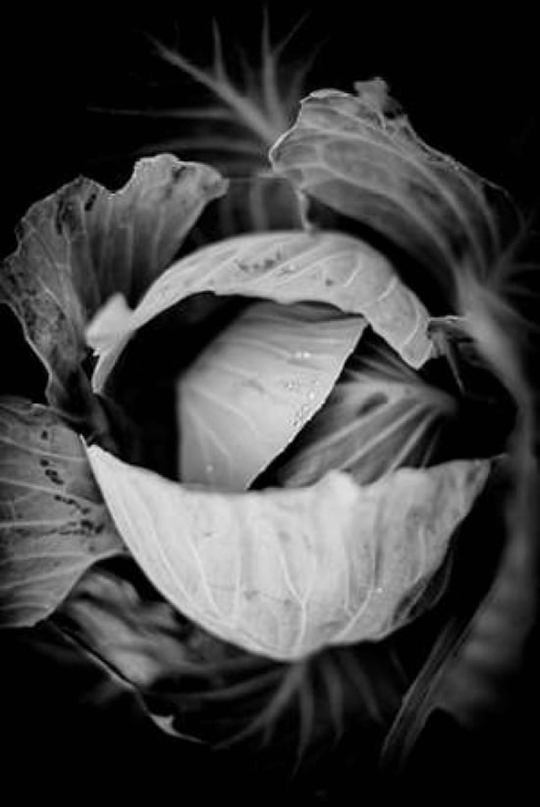 Cabbage Canvas Art - Beth Wold (24 x 36)