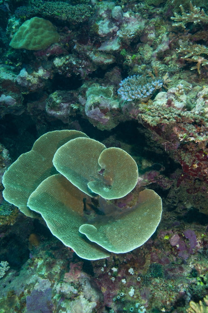 Cabbage Coral amongst other corals in the South Pacific Ocean Fiji Canvas Art - Michael WoodStocktrek Images (23 x 34)