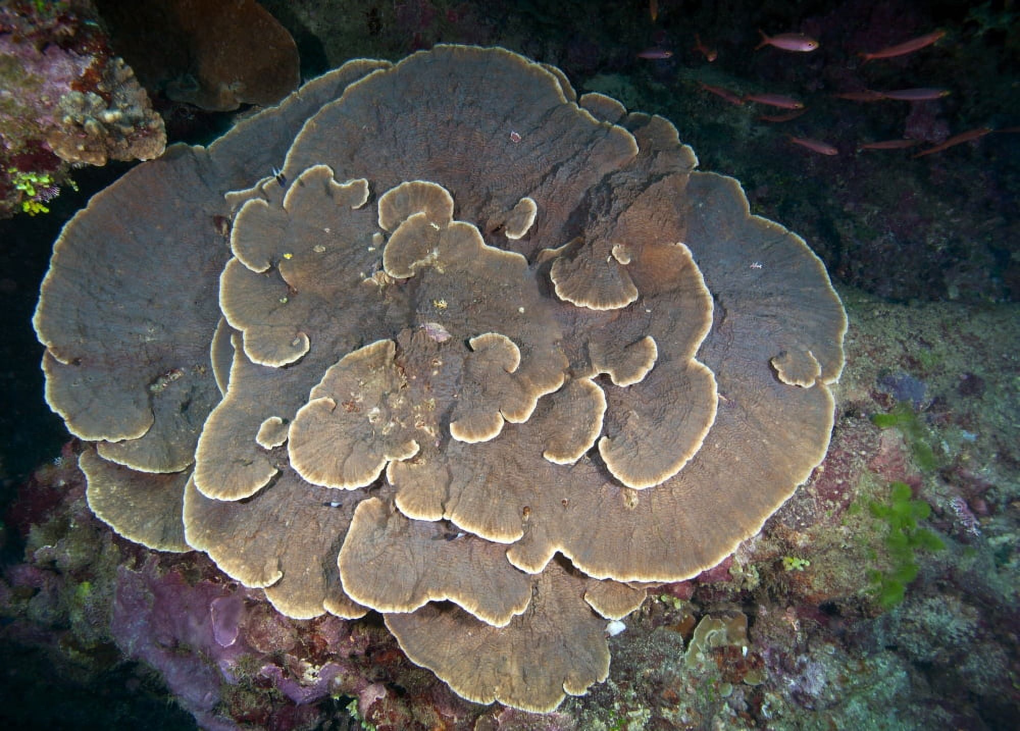 Cabbage Coral amongst other corals in the South Pacific Ocean Fiji Canvas Art - Michael WoodStocktrek Images (34 x 24)